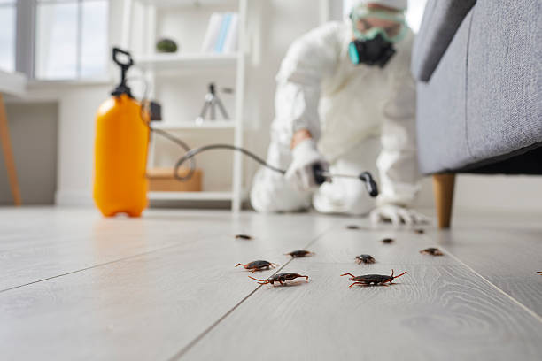 Post-Treatment Bed Bug Interceptor Monitoring in Severance